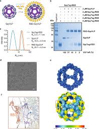 Hangzhou xiongmai technology co.,ltd concentrates on security surveillance ,video intelligent research and development. A Covid 19 Vaccine Candidate Using Spycatcher Multimerization Of The Sars Cov 2 Spike Protein Receptor Binding Domain Induces Potent Neutralising Antibody Responses Nature Communications