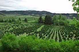 If you are looking for a profitable business in india? How To Start A Christmas Tree Farm Profitable Plants Digest