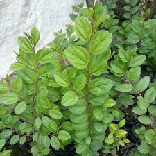 Bidara asli dari arab usia 7 tahun علاج الأمراض والحسد بأوراق السدر,استمع وداوي نفسك بنفسك ! Jual Daun Bidara Arab Asli Di Lapak Dafiqi Sptr Bukalapak