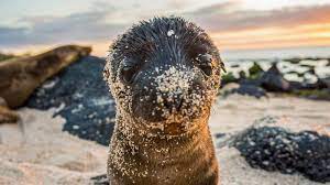 Galapagos penguins and flightless cormorant; Galapagos Westliche Und Zentrale Inseln An Bord Der Reina Silvia Voyager In Ecuador Sudamerika G Adventures
