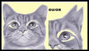 Cats fight to claim and defend territory, and when a tom cat makes an unwanted amorous advance on a female. Notched Ear Thecatsite