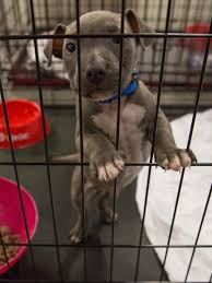 We also strive to promote responsible pet ownership through education and example. Dogs From Texas Shelters Headed To New Jersey
