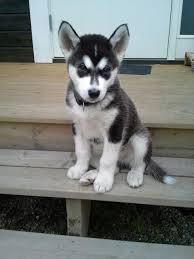 They also do follow up checks months afterwards, and we've been sending them pics just so they can see how their pup is. My Alaskan Malamute Puppy Alaskan Malamute Puppy Alaskan Malamute Puppies