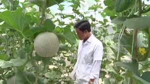 A landscaper can discuss different trellis styles, like chevron or lattice. Melon Netting Growing Vertical Growing Squash Melons And Cucumbers Up A Nylon Web Trellis Youtube