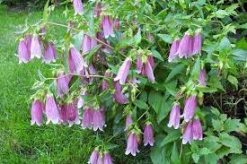 Pin On Plants Gardening