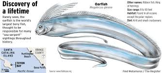 Meet The Oarfish Rare 18 Foot Sea Serpent Found At Catalina Oarfish Basking Shark Sea Serpent