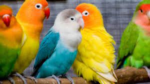 صور رسمات ببغاء للتلوين parrot موقع موسوعة الصور. Ø§Ù„Ø¨Ø¨ØºØ§Ø¡ Ù…ØªÙ…ÙˆØ¬ ÙÙŠ Ø§Ù„Ø­Ù„Ù… Ù…Ø§Ø°Ø§ Ù†Ø±Ù‰ ÙÙŠ Ø­Ù„Ù… Ø§Ù„Ø¨Ø¨ØºØ§Ø¡