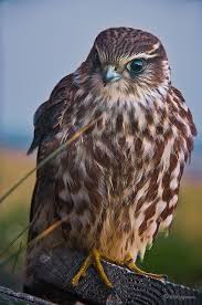 Birds Of Prey Animals List Smyrillinn Raptors Bird Pet Birds Birds Of Prey