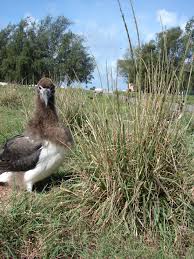 Image result for Sporobolus sanguineus