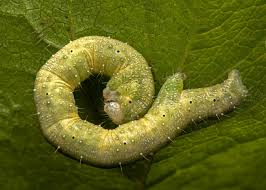 Image result for Catoptria pinella