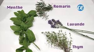 Comment Fabriquer Son Desinfectant A Base De Plantes Facile Et Efficace Recette En 2020 Base De Plantes Desinfectant Naturel Desinfectant