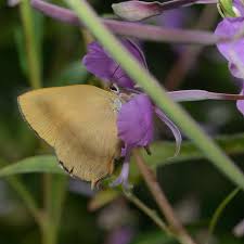 Image result for Tridactyle virgula