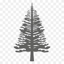 Buy bonsai trees and accessories online at bonsaiboy.com. Norfolk Island Pine Png Images Pngwing