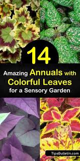 This is okthey're supposed to do that. 14 Amazing Annuals With Colorful Leaves For A Sensory Garden