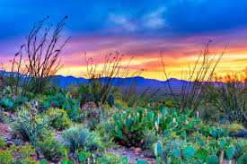 It is native to the sonoran desert in the u.s. An Insider S Guide To Arizona S Saguaro National Park