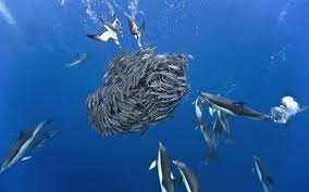 Increibles Fotos De Delfines Y Petreles Atacando Un Cardumen De Caballas Delfines Cardumen Fotos Submarinas