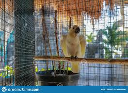 Endonezya'nın sınırlı bölgeleri anavatanlarını oluşturur. Gro Er Wei Er Papagei Kakaktua Tanimbar Oder Goffin Kakadu Cacatua Goffiniana Vogel Im Kafig Auf Spitzenbiss Der Draht Tropische Stockbild Bild Von Karikatur Fauna 151309307