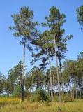 Image result