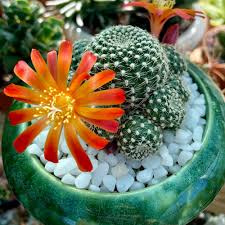 Image result for Clutia robusta