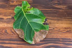 For plants that are greater than 2 feet tall, water with 2 cups of water each week. How To Take Care Of Fiddle Leaf Fig Hgtv
