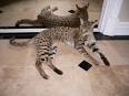F1 Savannah Kittens for Sale Available F1 Savannah kittens ...