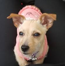 Lost pet returns home safely