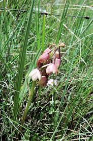 Image result for Eulophia elegans