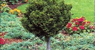 Dwarf Hinoki Cypress Treeform 1 M On Stem A Striking Conifer With Dense Branches Of Dark Green Foliage Gr Ornamental Trees Dwarf Hinoki Cypress Green Foliage