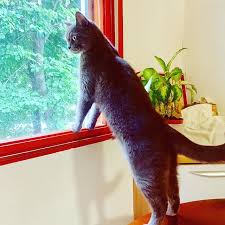 Image May Contain Cat Table And Indoor Regram Via Laranonce Indoor Cat Cats Funny Cat Videos