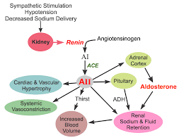 Cv Pharmacology Angiotensin Converting Enzyme Ace Inhibitors