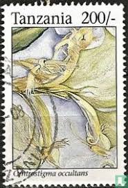 Image result for Centrostigma occultans