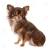 Black And White Long Haired Chihuahua Puppy