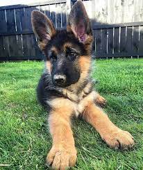While most people may know the german shepherd as the world's leading dog for police work, guarding assignments and military work; Does This Picture Make My Paws Look Big Gus And Finn Germanshepherd Germanshepherds German Shepherd Puppies German Shepherd Dogs German Shepard Puppies