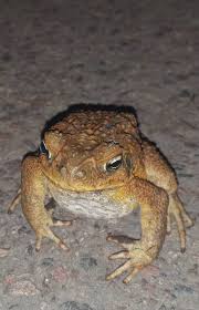 The cane toad is tough and adaptable, as well as being poisonous throughout its life cycle, and has few predators in australia. Cane Toad Sighting In Medowie Confirmed By Dpi Port Stephens Examiner Nelson Bay Nsw