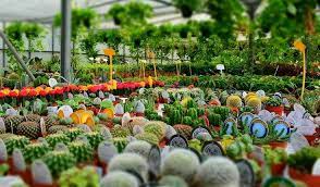Plant Nursery Near Me Now Find The Best Plant Nursery Near You 2019 Plant Nursery Nursery Near Me Plants Near Me