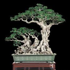 Do not leave yellowing leaves on until they turn brown or black since it can spread decay to other parts of the bamboo. 10 Bonsai Fine Art You Must See For Yourself Bonsai Tree Gardener