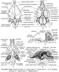 You can see an overview of the central nervous system at this link: Nervous System Of Rabbit With Diagram Chordata Zoology