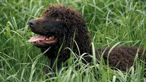 Image result for irský vodní španěl