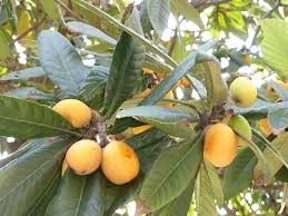 Image result for Eriobotrya