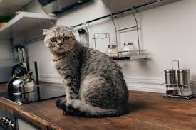 Ana vector illustration of caterpillar. Adorable Grey Scottish Fold Cat Sitting On Kitchen Counter Free Stock Photo And Image