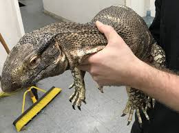 Is there equivalent feature in black dragon ? Large Black Throat Monitors For Sale