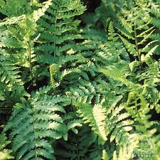 Image result for Micrargeria filiformis