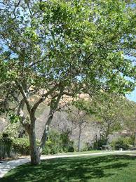 Backyard Trees Sycamore Tree California Native Plants