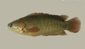Kena try guna umpan jenis lain hihi. Ikan Botok Atau Ikan Puyu Hewanpedia