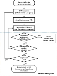 Flowchart Of Biobarcode Dna Sequence Identification And