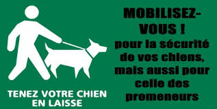 Aug 03, 2020 · il circule sans être muselé et tenu en laisse dans les parties communes d'un immeuble collectif son propriétaire n'est pas titulaire de l'attestation d'aptitude à la détention d'un tel chien Au Maire De Strasbourg Controles Quant A L Obligation De Promener Son Chien En Laisse A
