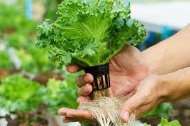 Jenis jenis tanaman hidroponik sayuran berdaun. 8 Cara Membuat Kebun Tanaman Hidroponik Sendiri Di Rumah