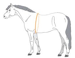 measure a horses height weight allpony