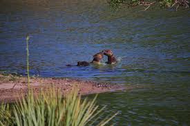 Carpinchos en reserva indigena, maldonado, uruguay. Roedor Carpincho Capybara Kostenloses Foto Auf Pixabay