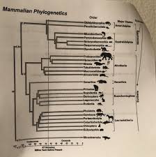Kelelawar (chiroptera) dibagi menjadi beberapa famili, yaitu: Mammalian Phylogenetics Order Paucituberculata Chegg Com